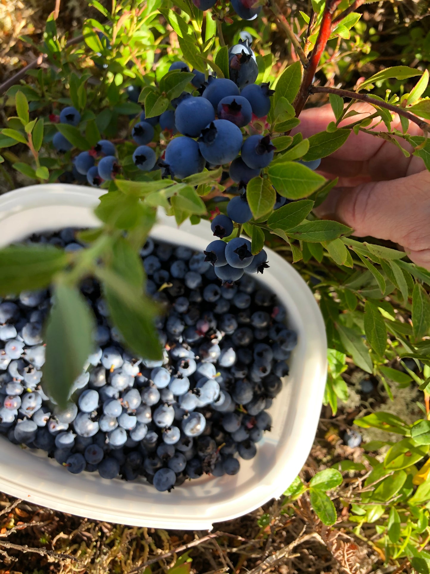 Skipper Joe’s Blueberry Jam 250ml