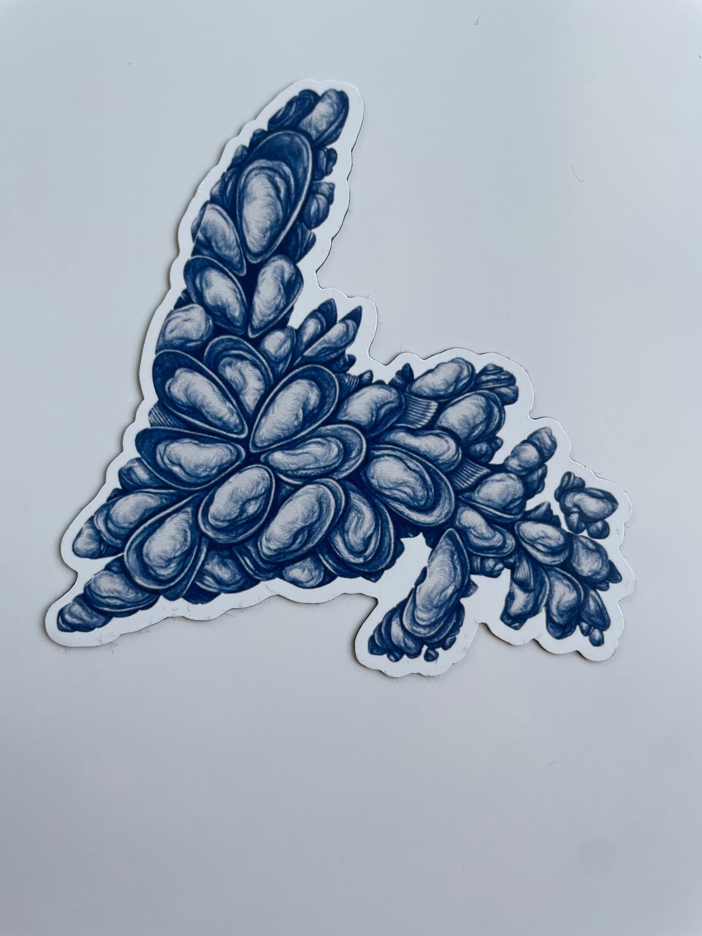 NEWFOUNDLAND Mussel Shell Magnet