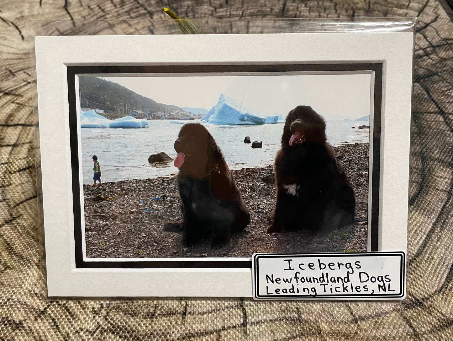 Scenes of Newfoundland - Newfoundland Dogs Leading Tickles, NL